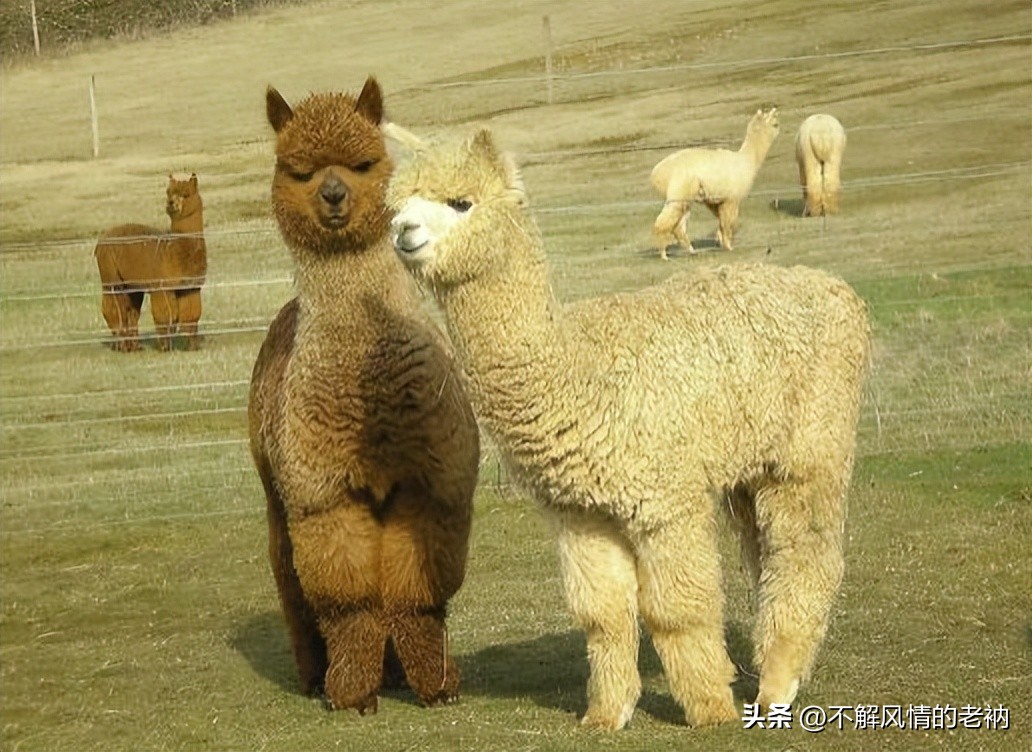 没买过什么不得了的东西,没买过东西