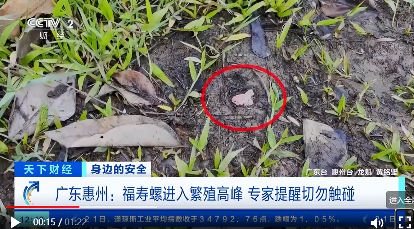 福寿螺的卵泛滥成灾视频,福寿螺产卵泛滥成灾