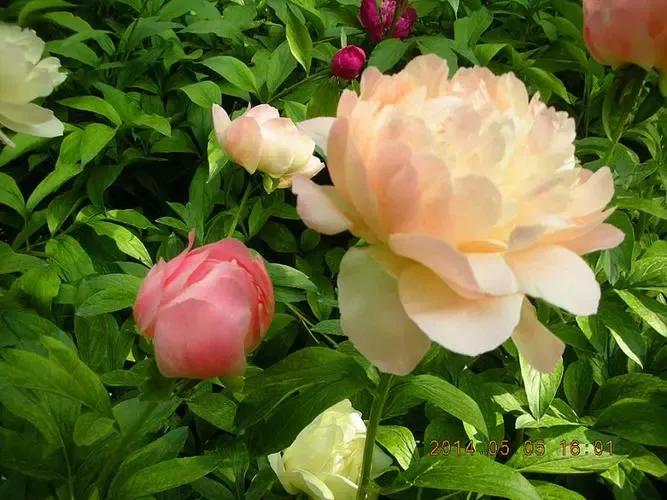 鐧借妽鏄嵂鏉愬悧,鑽潗鐧借妽璋佹敹