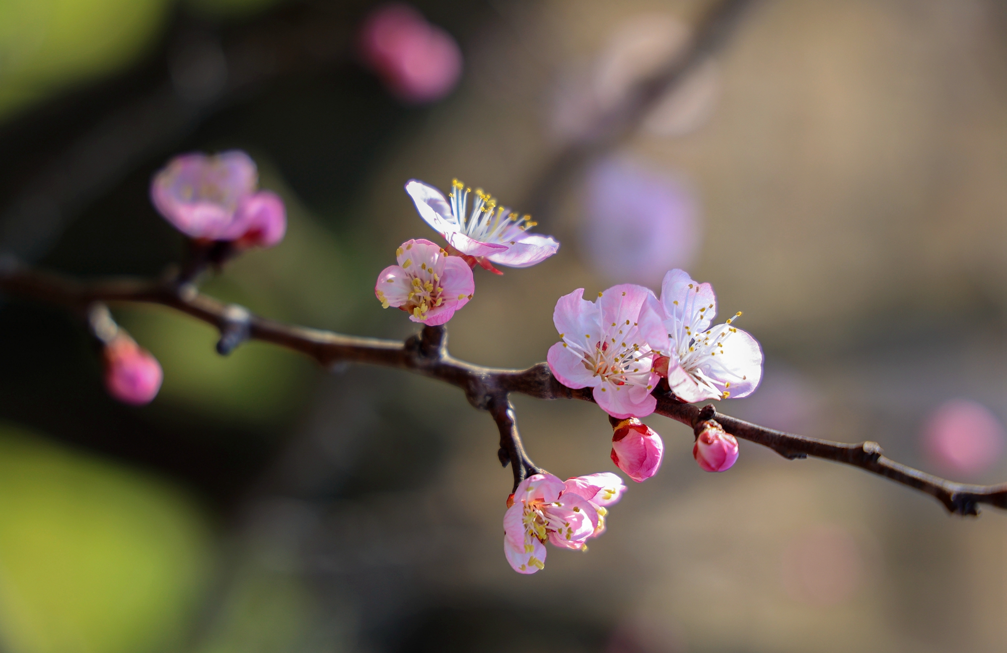 “云”上摄影展丨《徐村*光春**美人勤春来早》