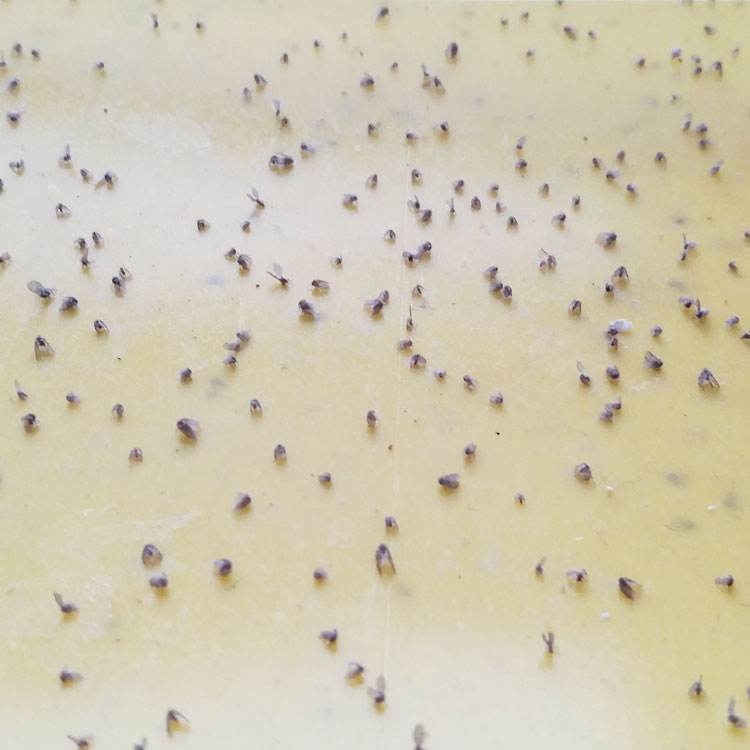 卫生间小飞虫的危害程度超乎你的想象,它究竟是啥?该如何消灭?