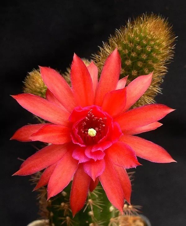 200种·仙人球开花图鉴，大开眼界，美到爆