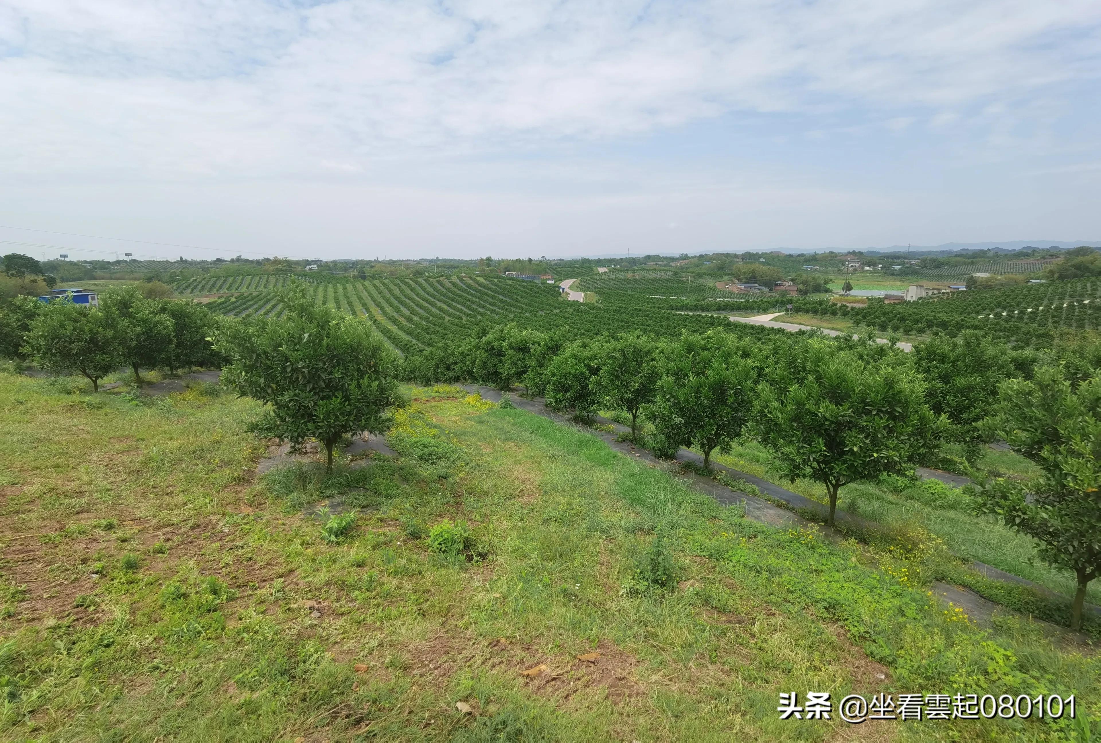 柑橘的一首诗,柑橘诗词