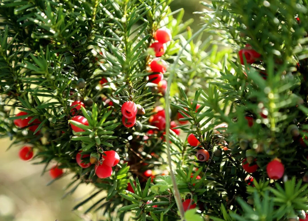 多西他赛副作用及处理方法,多西他赛用药后多久副作用会缓解