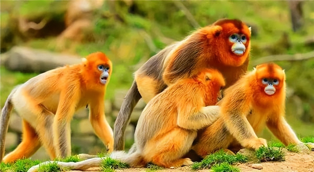 金猴传奇天命战域,金猴传奇烈火之力