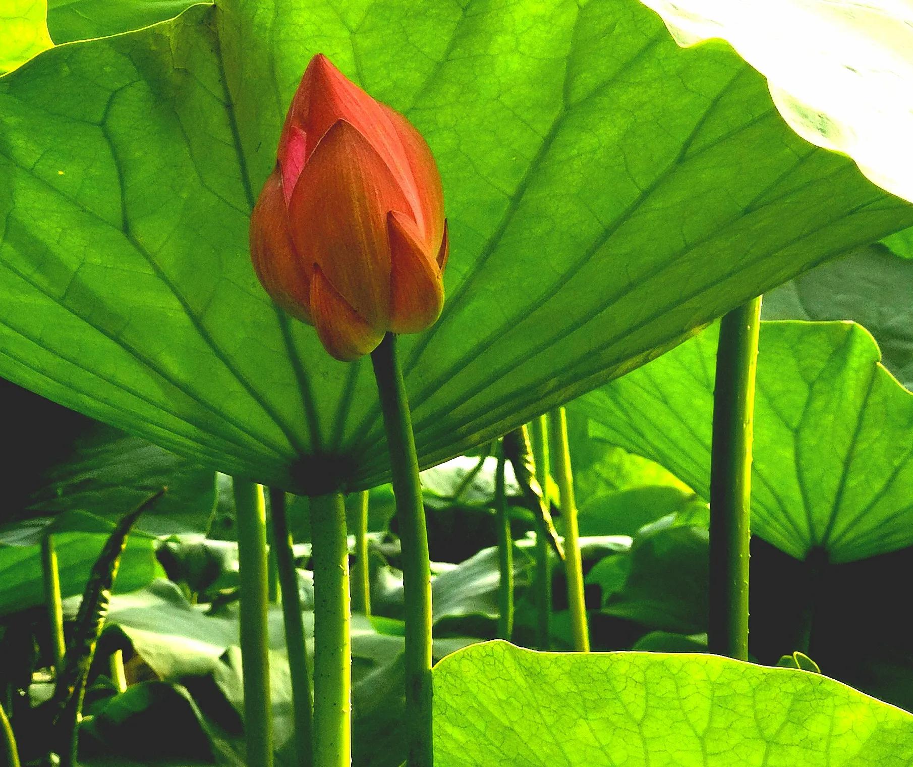 长春市南湖公园和南溪小镇,长春北湖湿地和南溪谁大