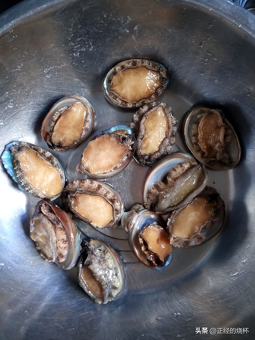 鲍鱼分布在哪里,鲍鱼由哪些部分组成的