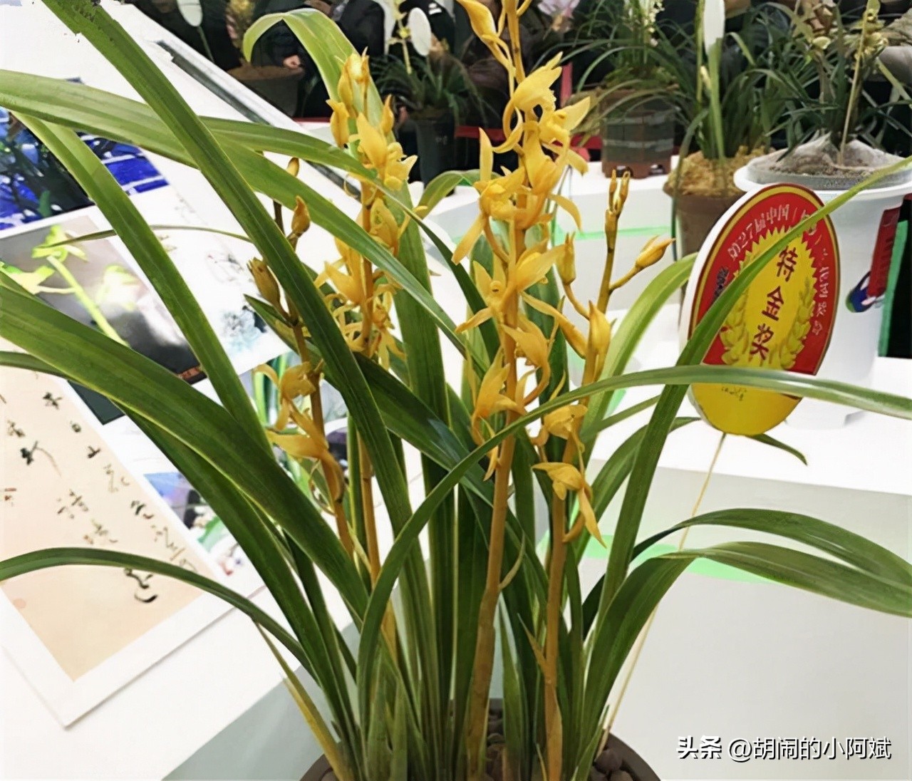 农民叫它“贵族兰花”，通体金黄，特别有眼缘，开出了王者的气势