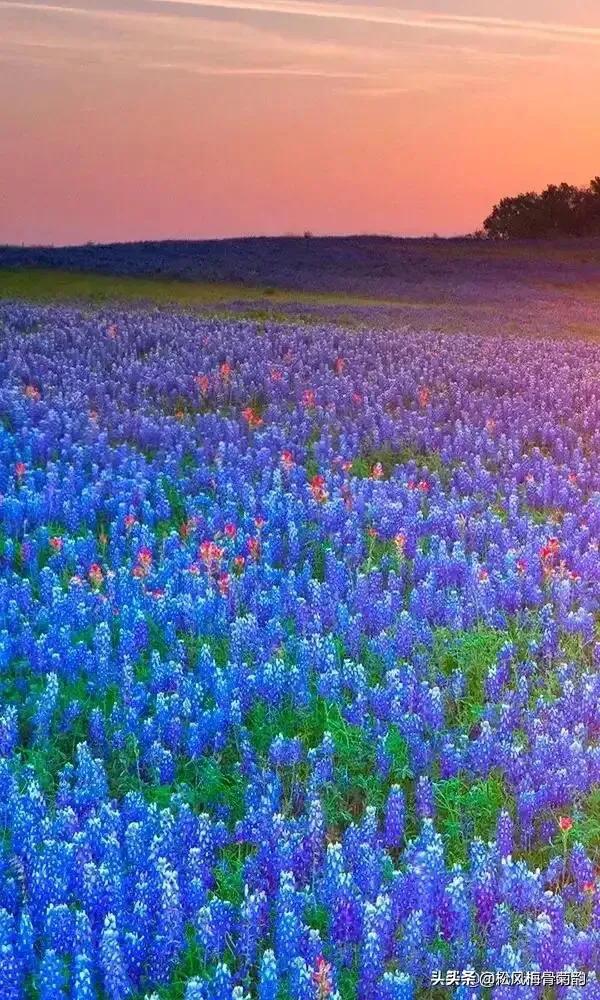 阳光染花颜，清露润芳心，倾情一绽为君开，只盼君再来