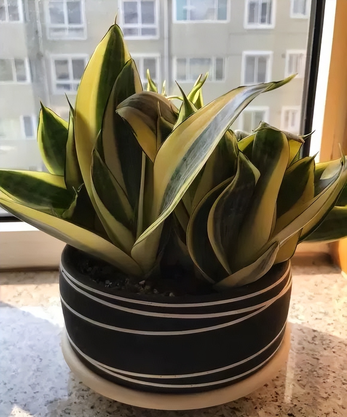 吸甲醛超强的十五种植物,新房如何种植去甲醛植物