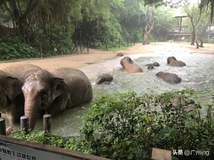 世界大象日了解亚洲象大种群,大象培育巨象