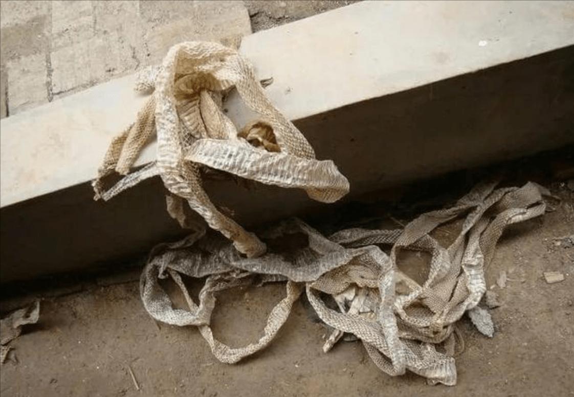 深圳南山区发现巨蛇,深圳惊现巨蛇