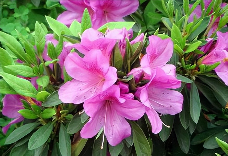 东南亚国家文莱,东南亚文莱地理位置