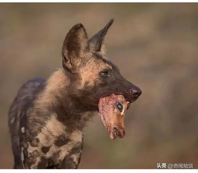 凶残的动物捕猎现场,盘点动物捕猎瞬间的迷惑行为