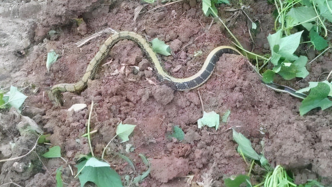 属蛇的家里不能栽竹竿吗,蛇进家里为什么必须打死