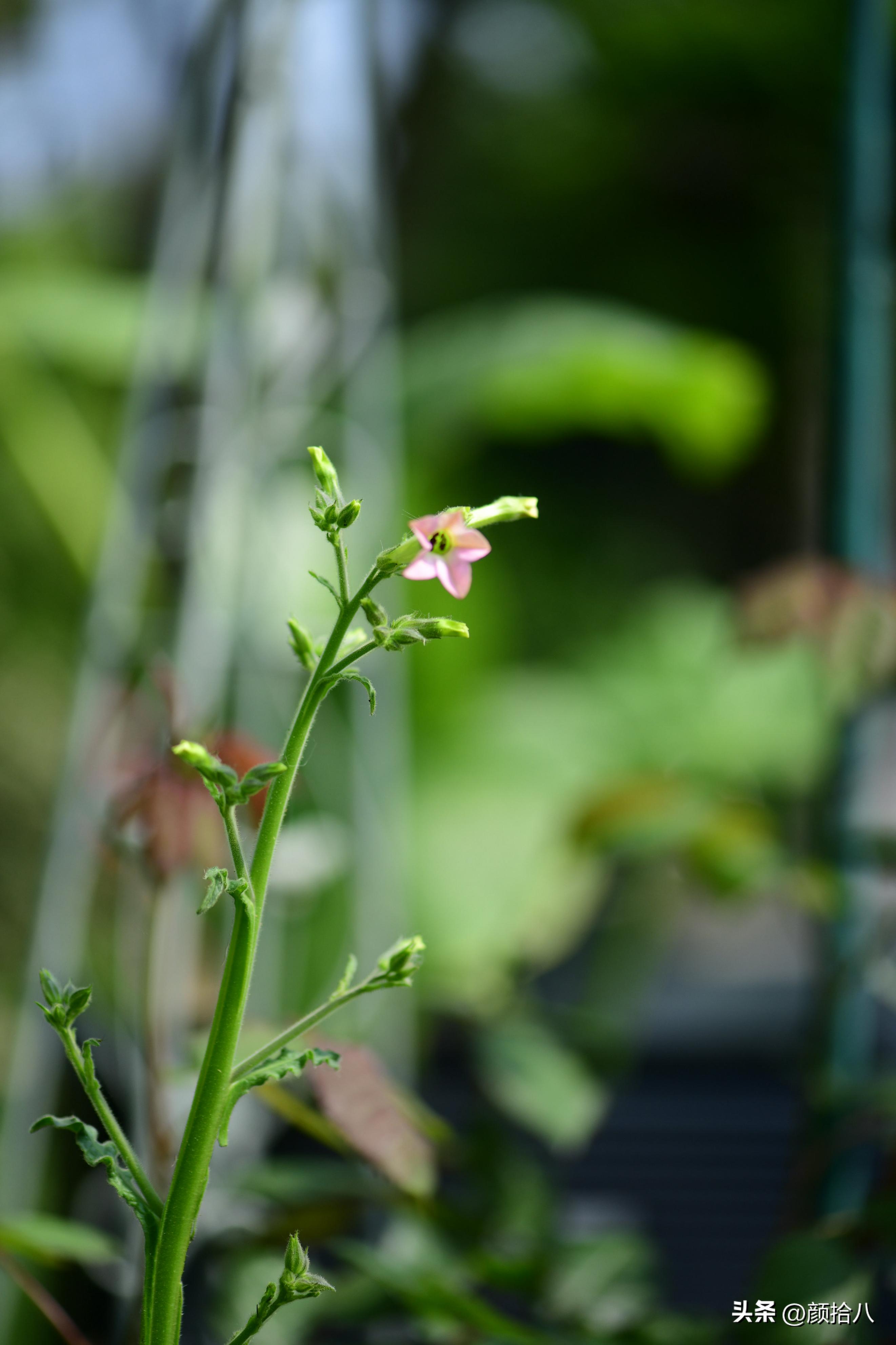 冬天开花的室外花卉盆栽,温室盆栽观花花卉植物