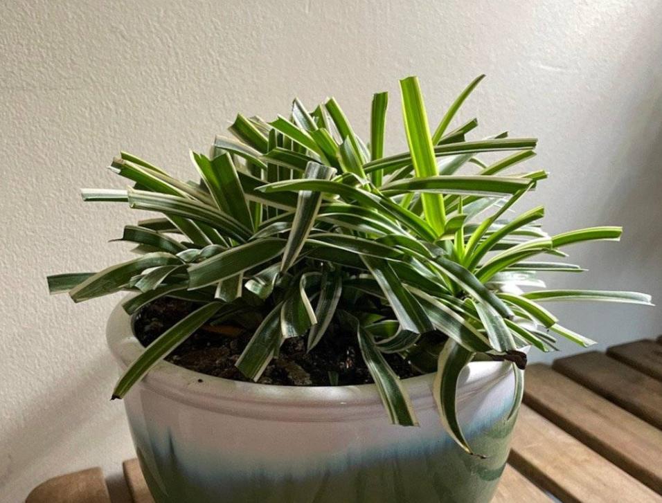 金边吊兰怎样养才能爆盆儿,怎么让金边吊兰快速长出小吊兰