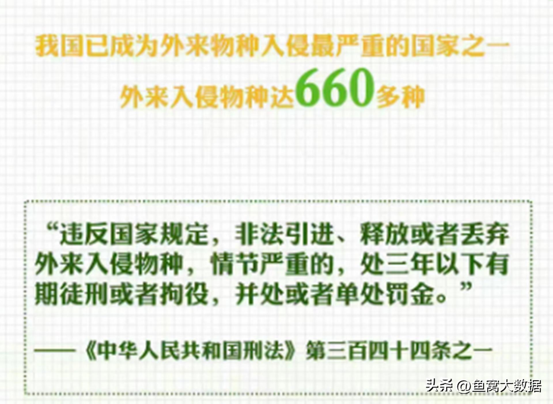 革胡子鲶销声匿迹,革胡子鲶性成熟几年