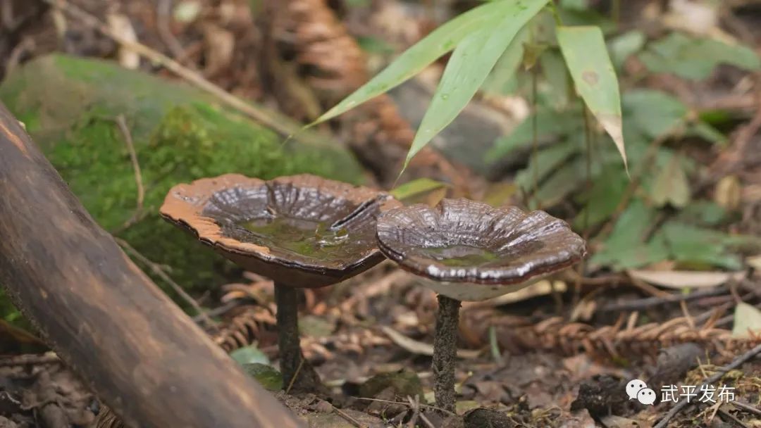 灵芝菇撑开致富伞,种植灵芝助农增收致富案例