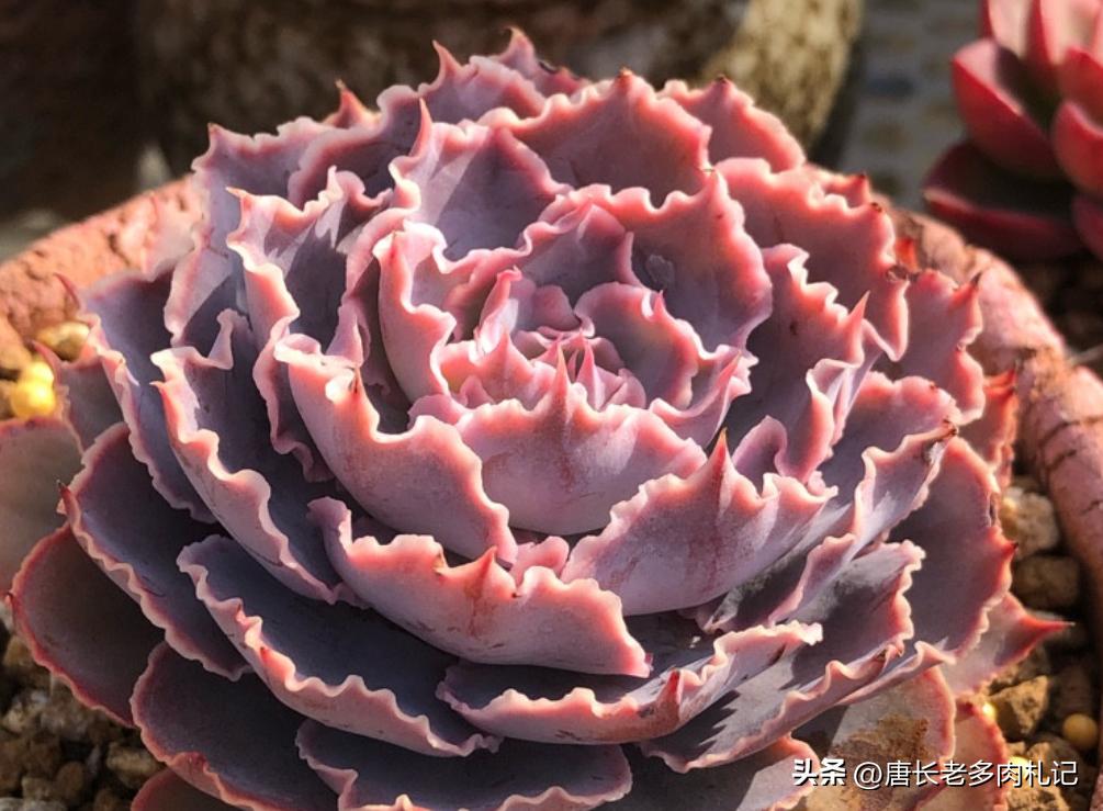 漂亮的多肉都难养是个误区,为什么养多肉的都出坑了