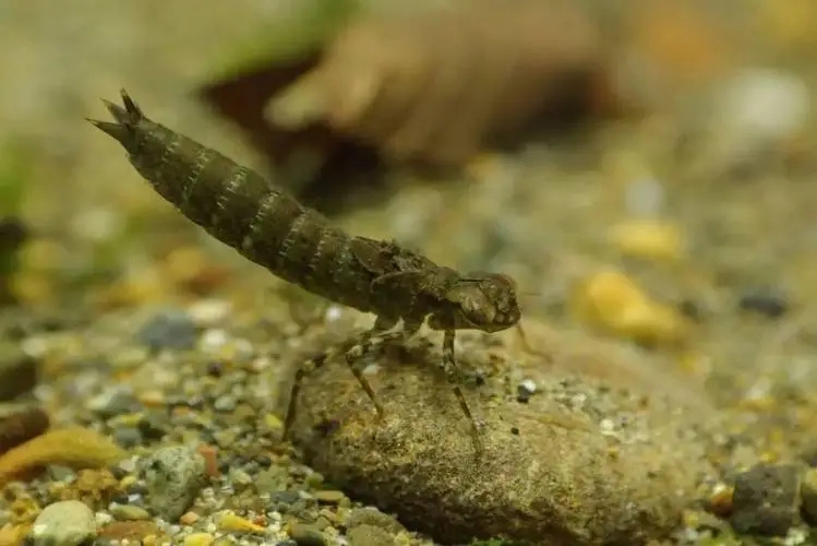 蜻蜓为什么只在夏天出现呢,很多蜻蜓聚集在一处是什么原因