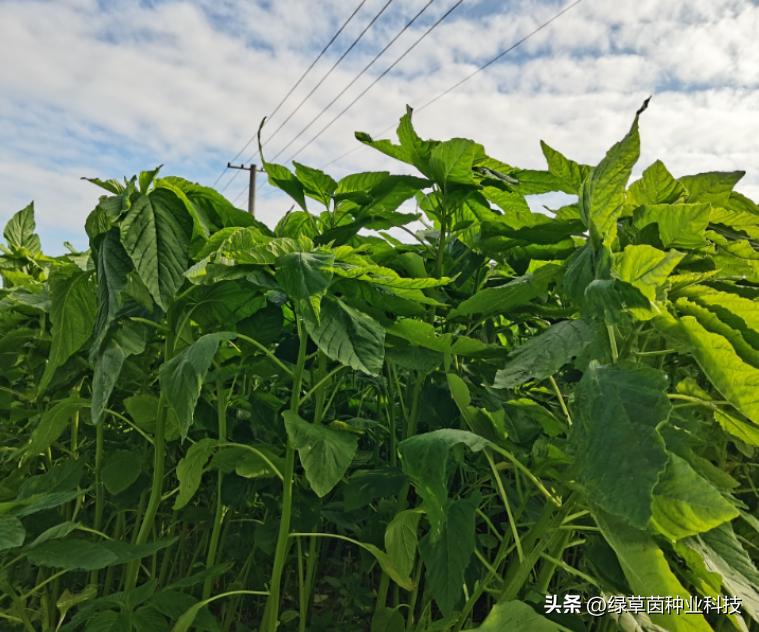 菊苣和苦荬菜哪个养猪好,种菊苣养牛养猪好吗