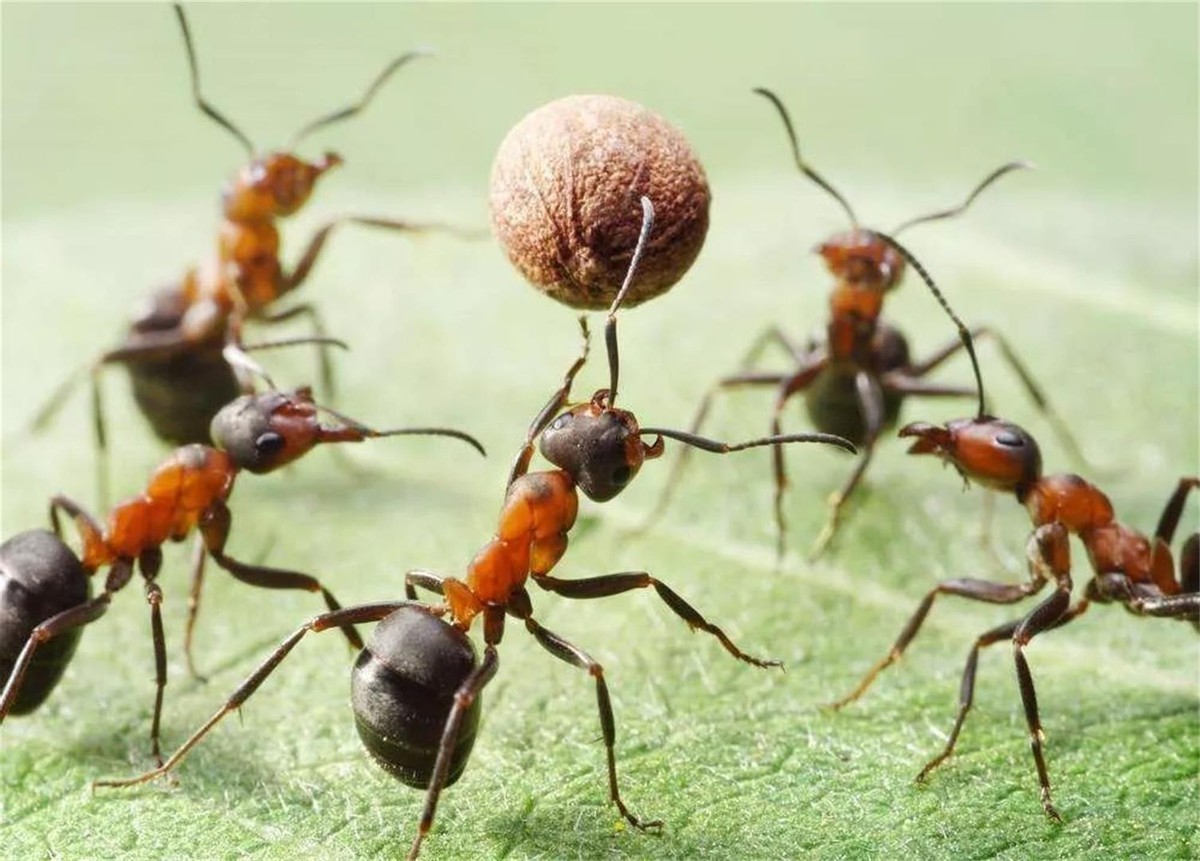 澳洲连蚂蚁都是狠角色？父子露营发现蚂蚁撕咬毒蛇，差点只剩白骨