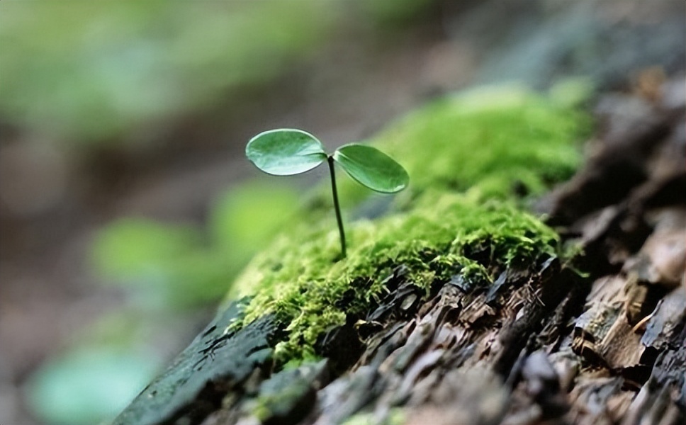 富含人生哲理的小故事简短,经典人生哲理小故事50字