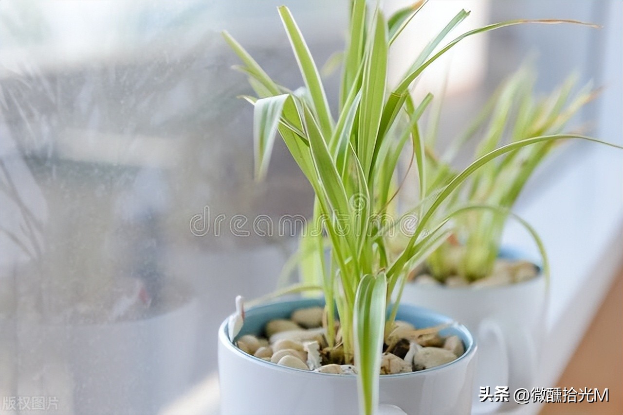 这几种植物千万不要扔,这5种绿植千万不要买