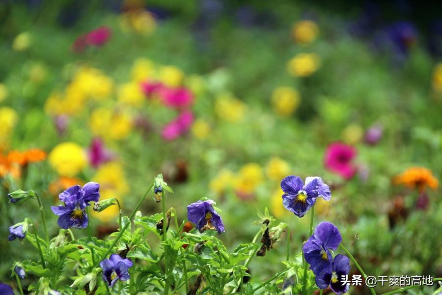 红蜻蜓散文朗诵,金波散文红蜻蜓读后感