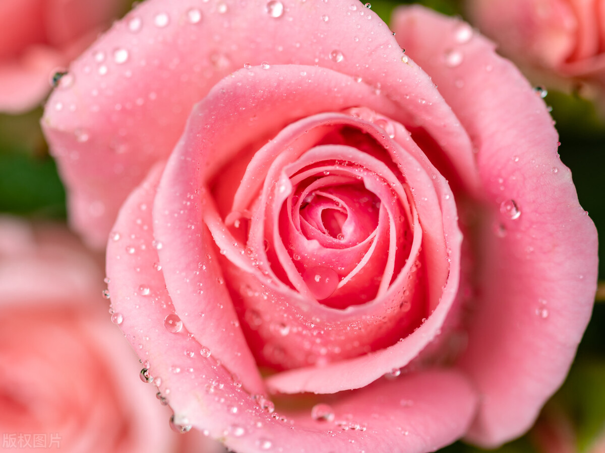 3.8女神节和妈妈说的话,三八女神节对天堂的母亲说的话