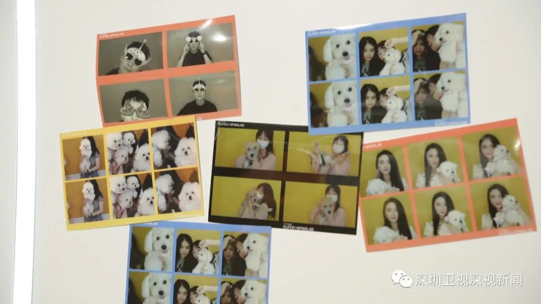 掘金“它”经济，深圳90后女孩“闯荡”宠物经济赛道|先行故事汇