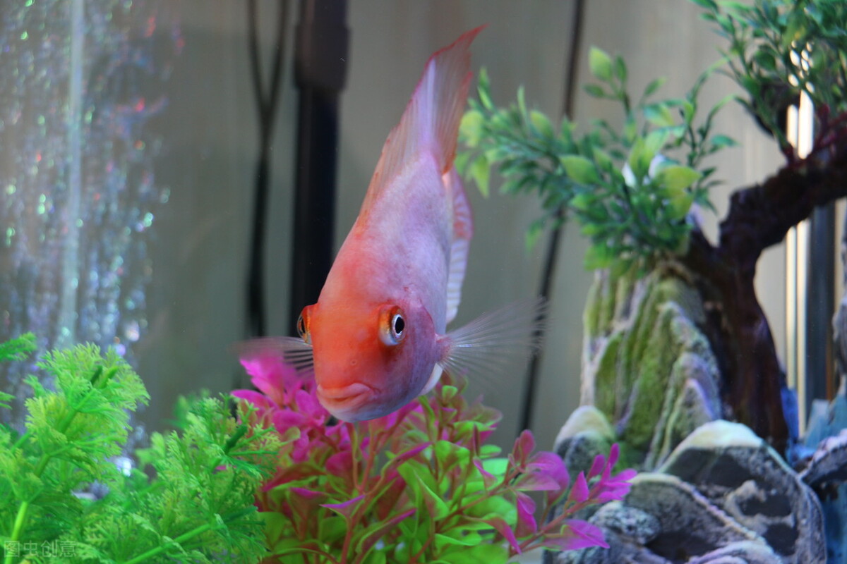 祝福朋友们虎年大吉年年发大财,虎年年年发大财