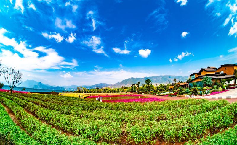 澄江花海美景,云南各种争奇斗艳的花海