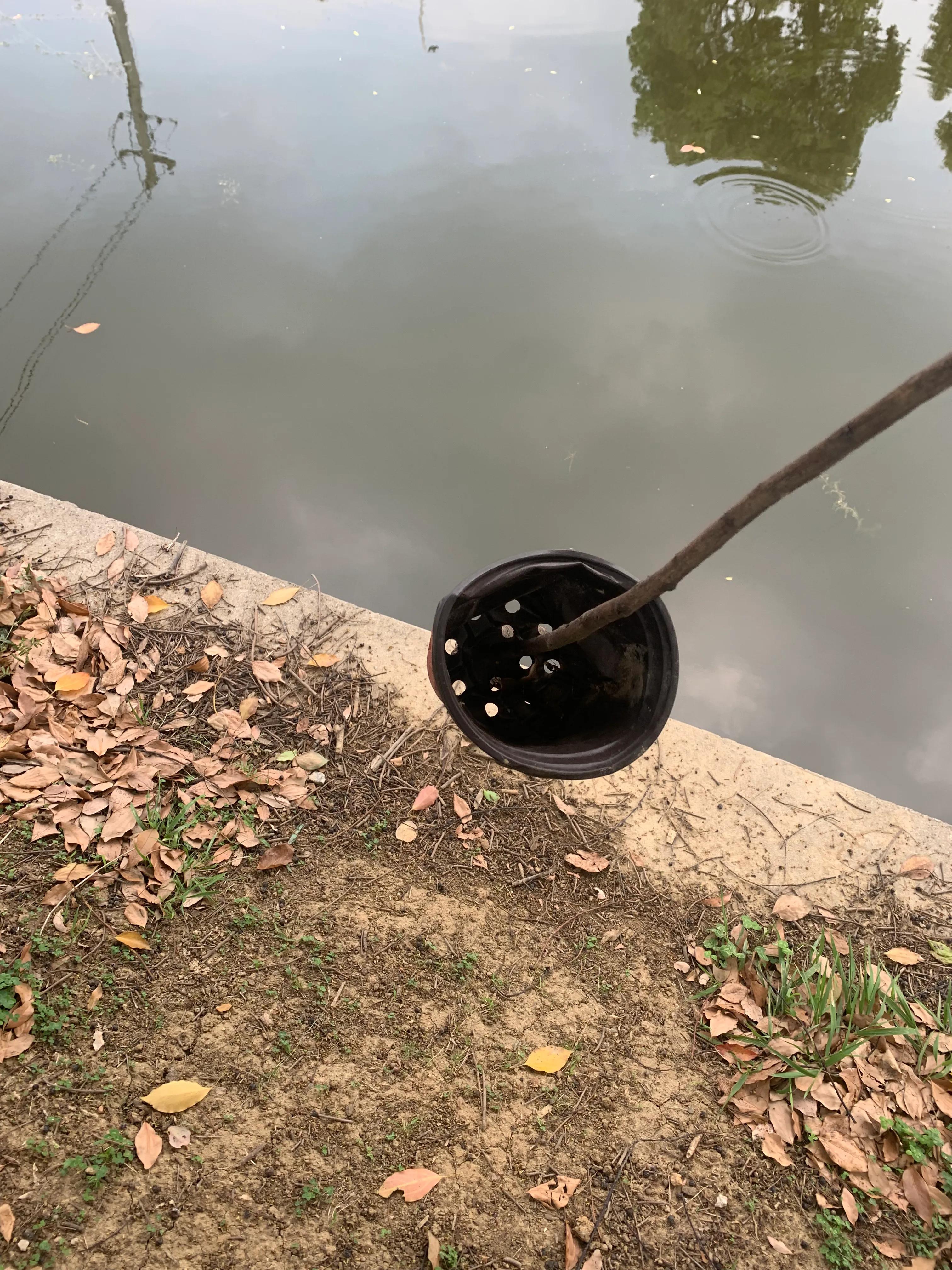 小鸟会淹死吗,落水鸟儿