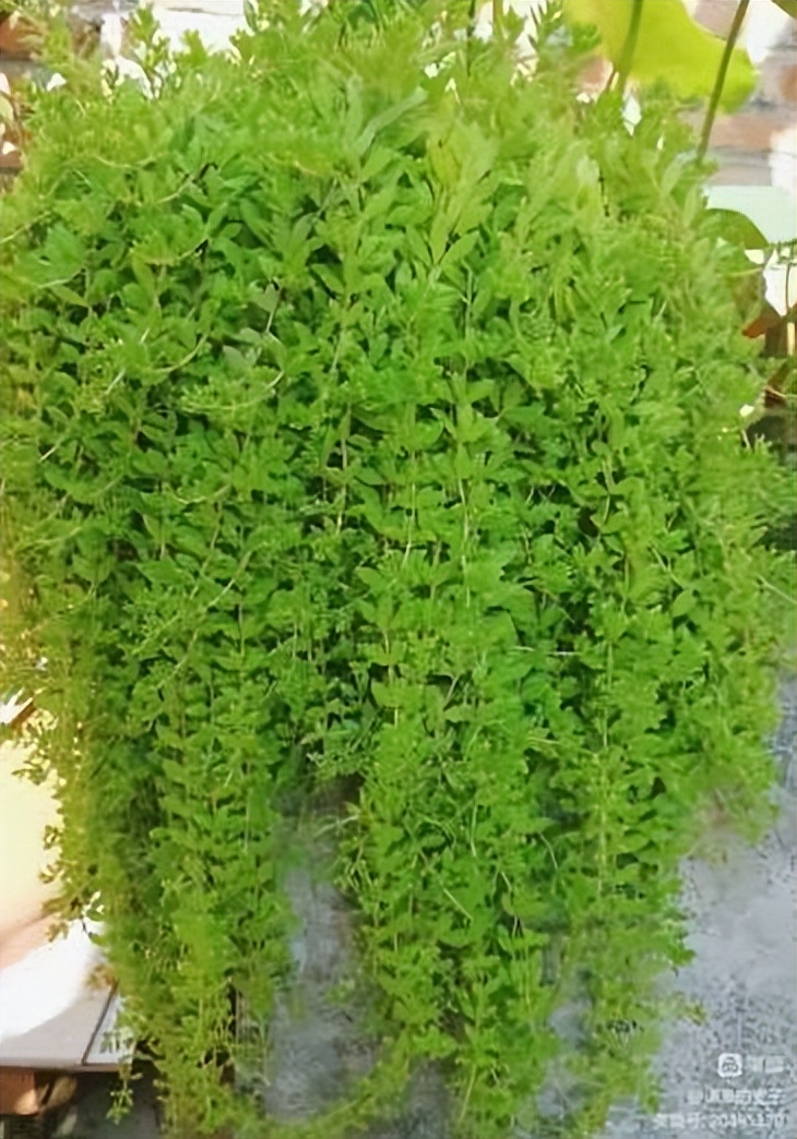 乡土植物种植资源,非根茎类植物有哪些