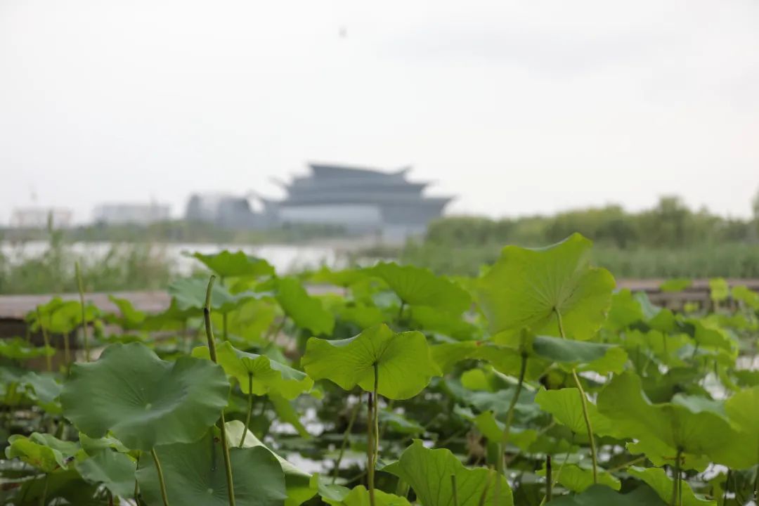 荷你有约环创,荷你有约完整视频