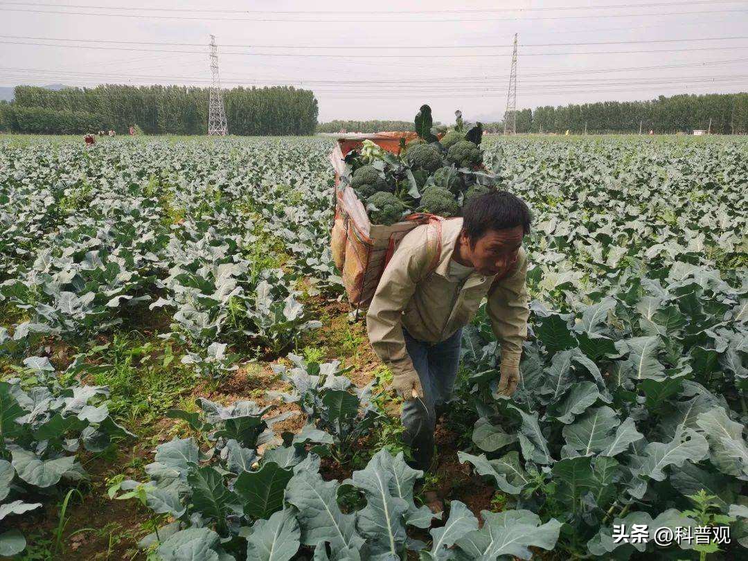 日本垄断中国市场百分之多少,日本垄断的西兰花