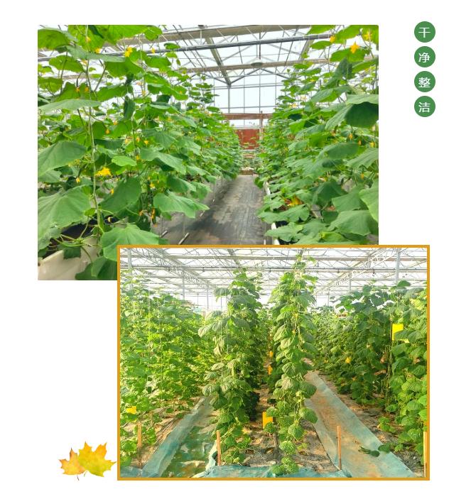 翡翠黄瓜冰糖葫芦,翡翠黄瓜和田玉