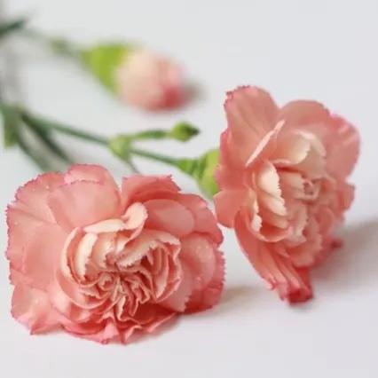 情人节送花的寓意和意义,情人节花语经典短句