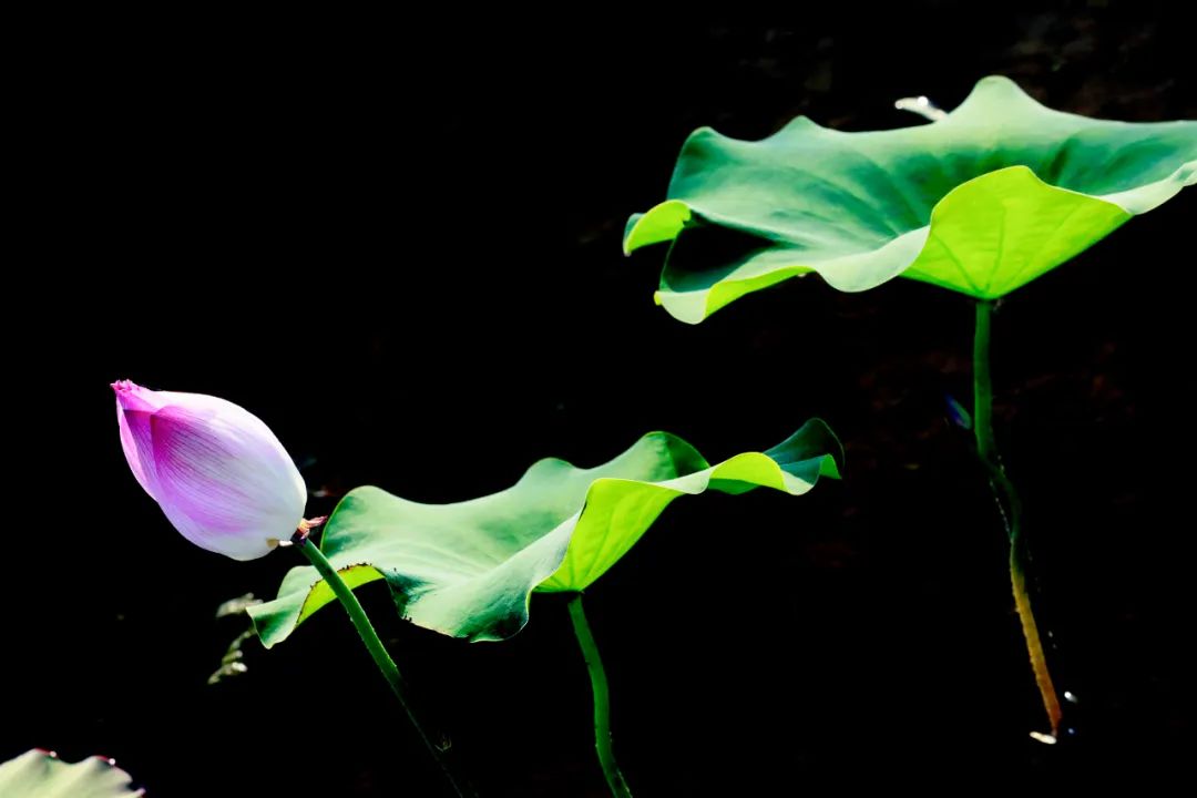 70-2002.8镜头尺寸,70-2002.8长焦镜头