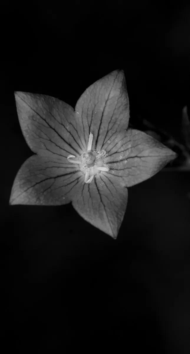 花朵黑白手绘图,黑白图片花朵