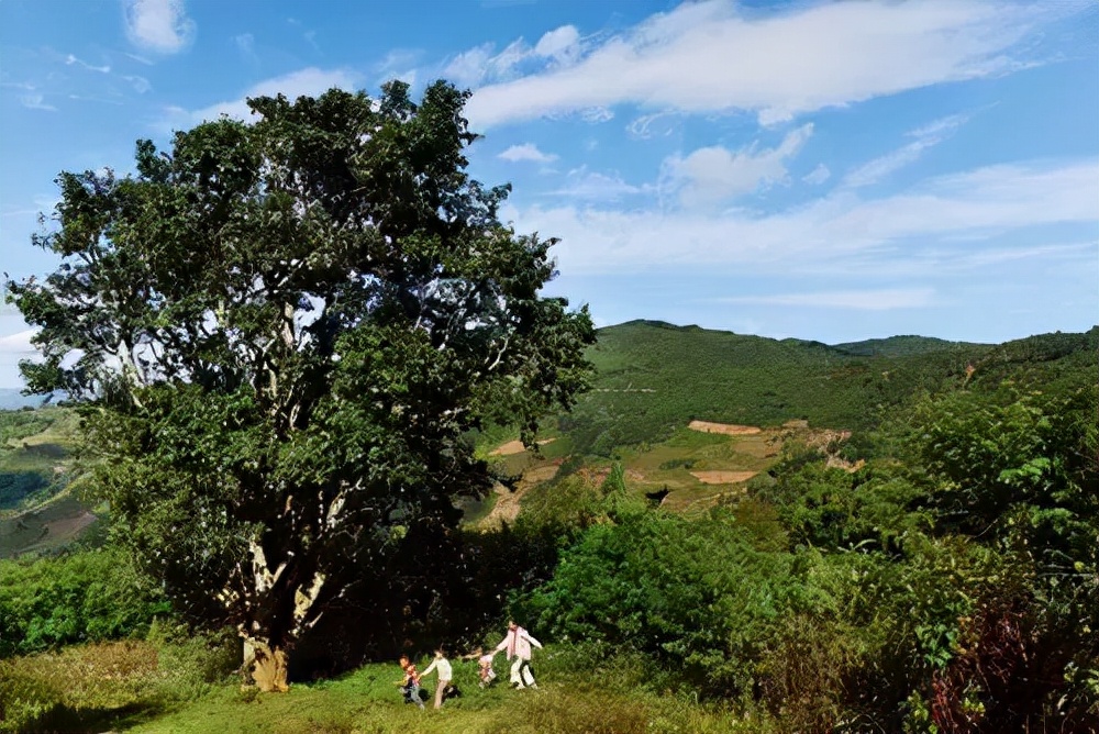 普洱茶记录,云南普洱茶的六大茶山