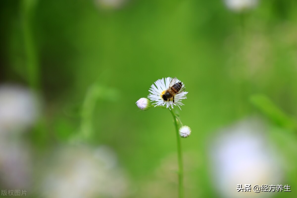 野生药材是真的吗,为什么药材没有效果