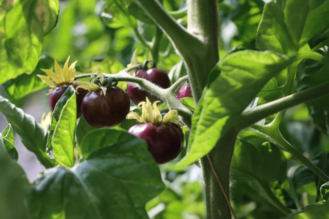 武都区石门镇青陇现代农业产业园,陇南武都青陇现代农业产业园