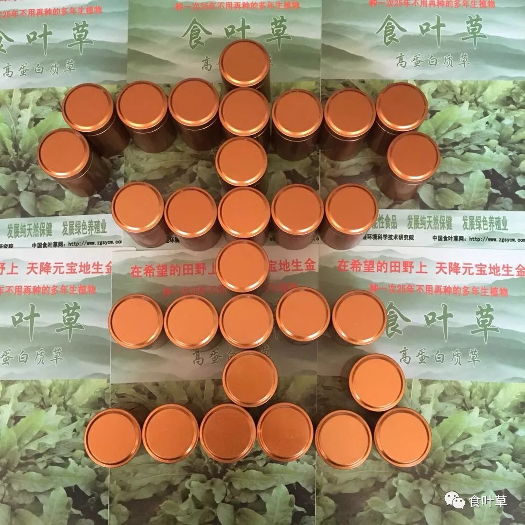 食叶草植物蛋白固体饮料,细品食叶草茶文化