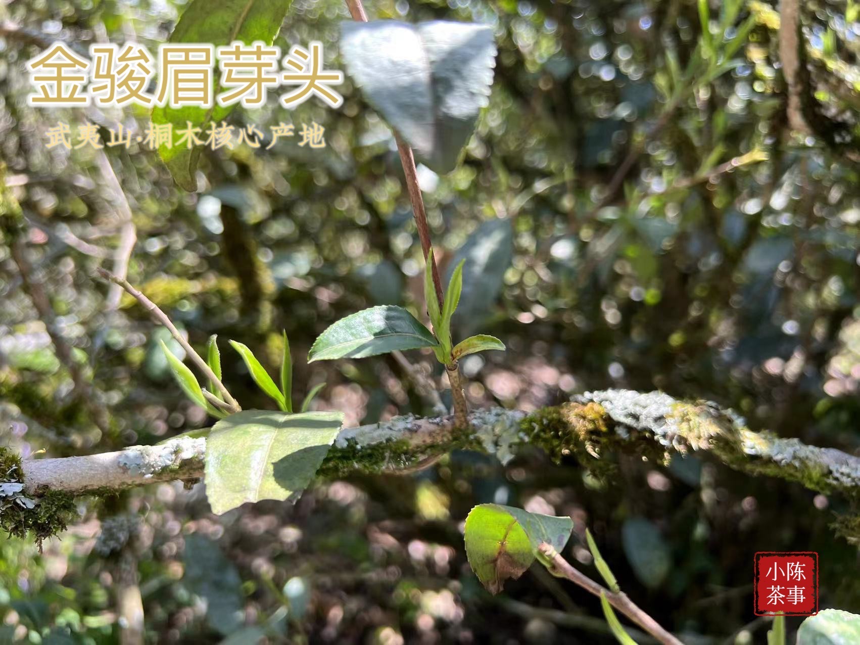 金骏眉有茶毫与无茶毫的差别,金骏眉茶毫特别多