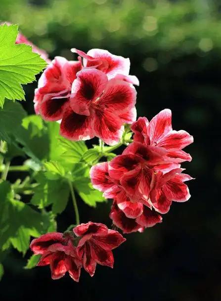 天竺葵蝴蝶梅一年开几次花,蝴蝶梅和天竺葵有啥区别