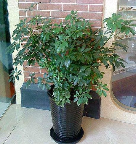 家里客厅放什么花卉去甲醛比较好,什么树可以除甲醛适合放客厅