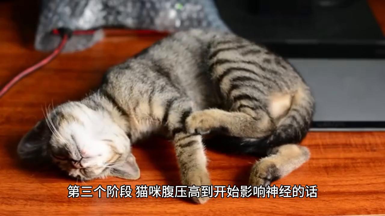 猫咪尿频和尿闭的区别,怎么区分猫咪尿闭还是尿结石